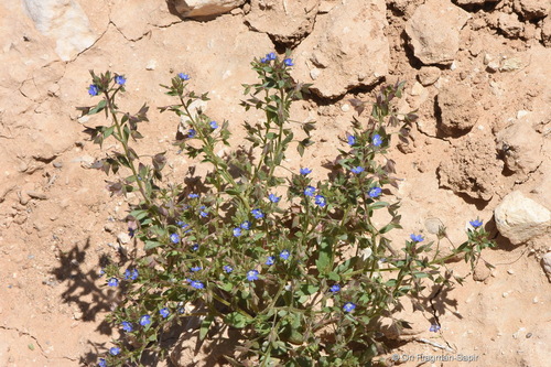 Bent-Foot Speedwell