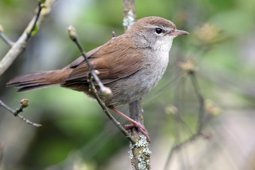 Cetti's Warbler