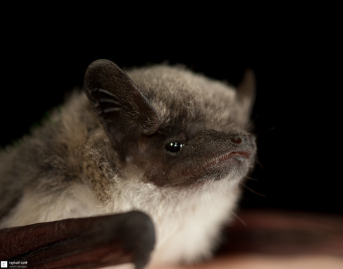 Rüppell's pipistrelle