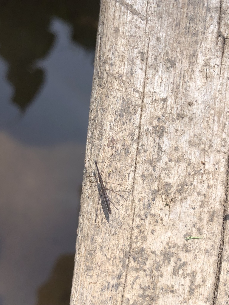 Common Water Measurer from Parco Regionale dell'Appia Antica, Roma ...