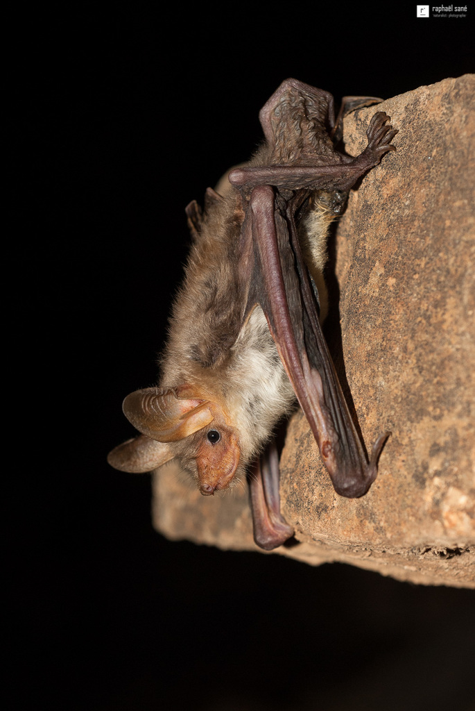 Felten's myotis