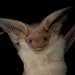 Desert Long-eared Bat - Photo (c) Raphaël Sané, all rights reserved, uploaded by Raphaël Sané