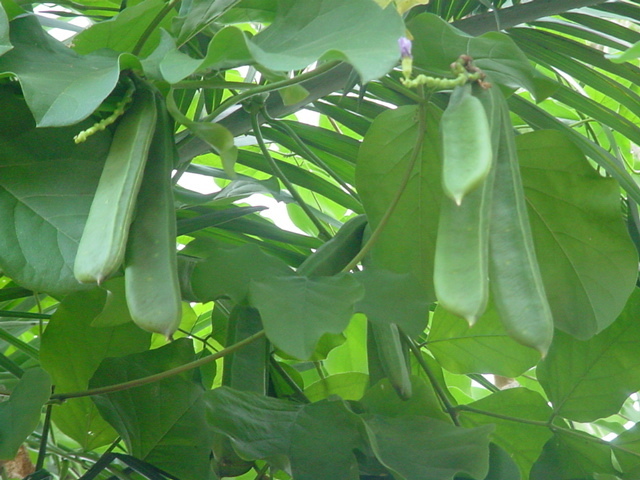 Canavalia brasiliensis