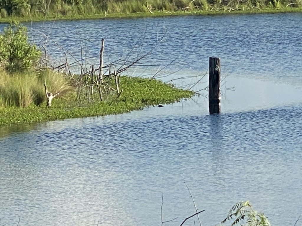 American Alligator from Galveston Island, Galveston, TX, US on April 28