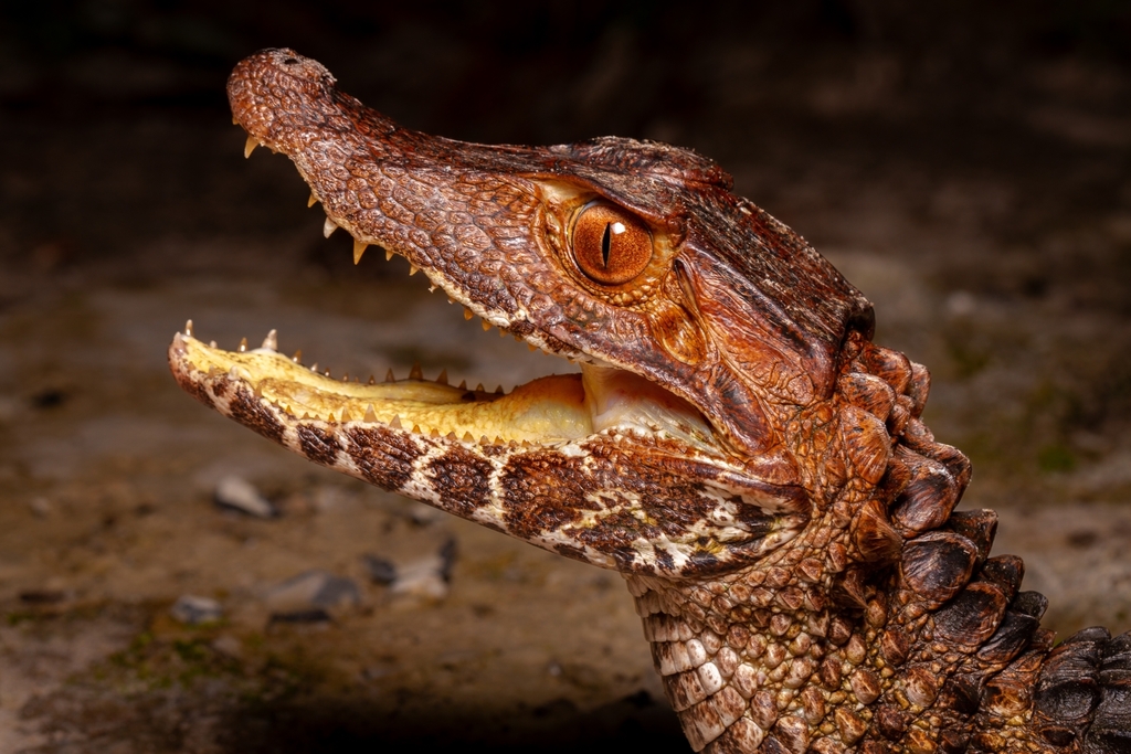 Cuvier's dwarf caiman