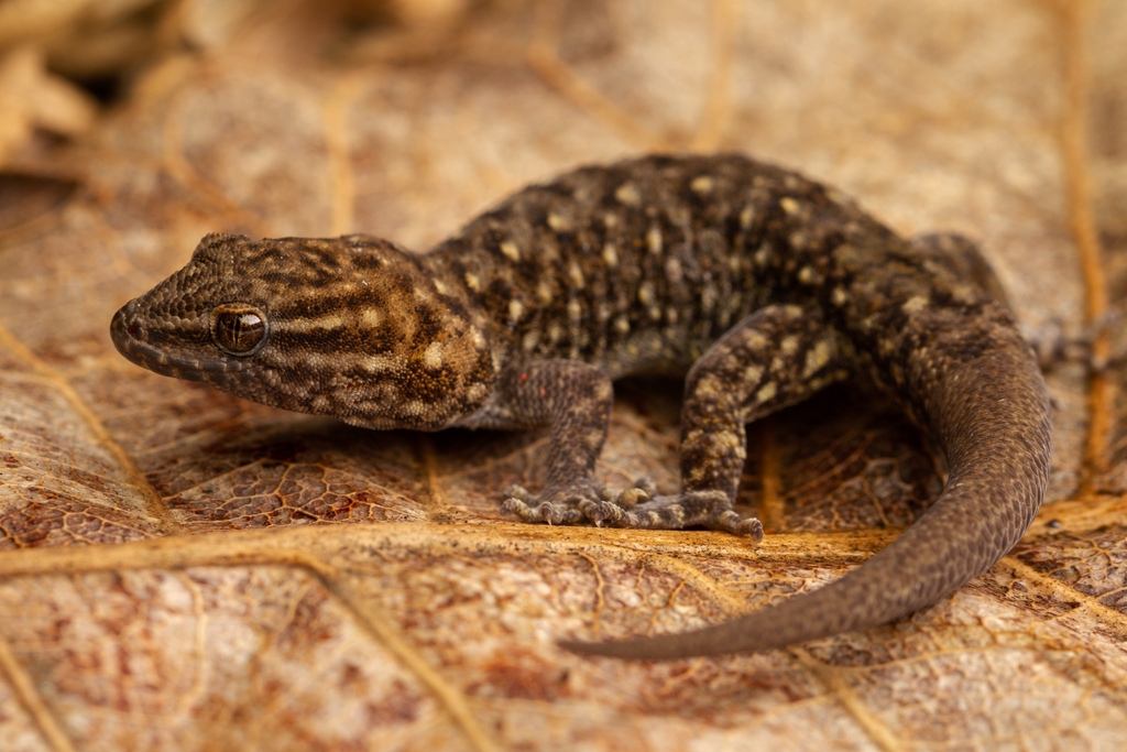 Maranhao Naked-toed Gecko from Reserva Natural Serra do Tombador on ...