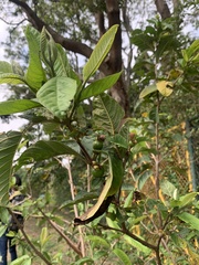 Psidium guajava image