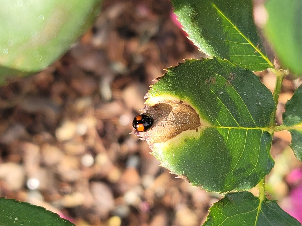 Cactus Lady Beetle from Manhattan Heights, El Paso, TX 79930, USA on ...