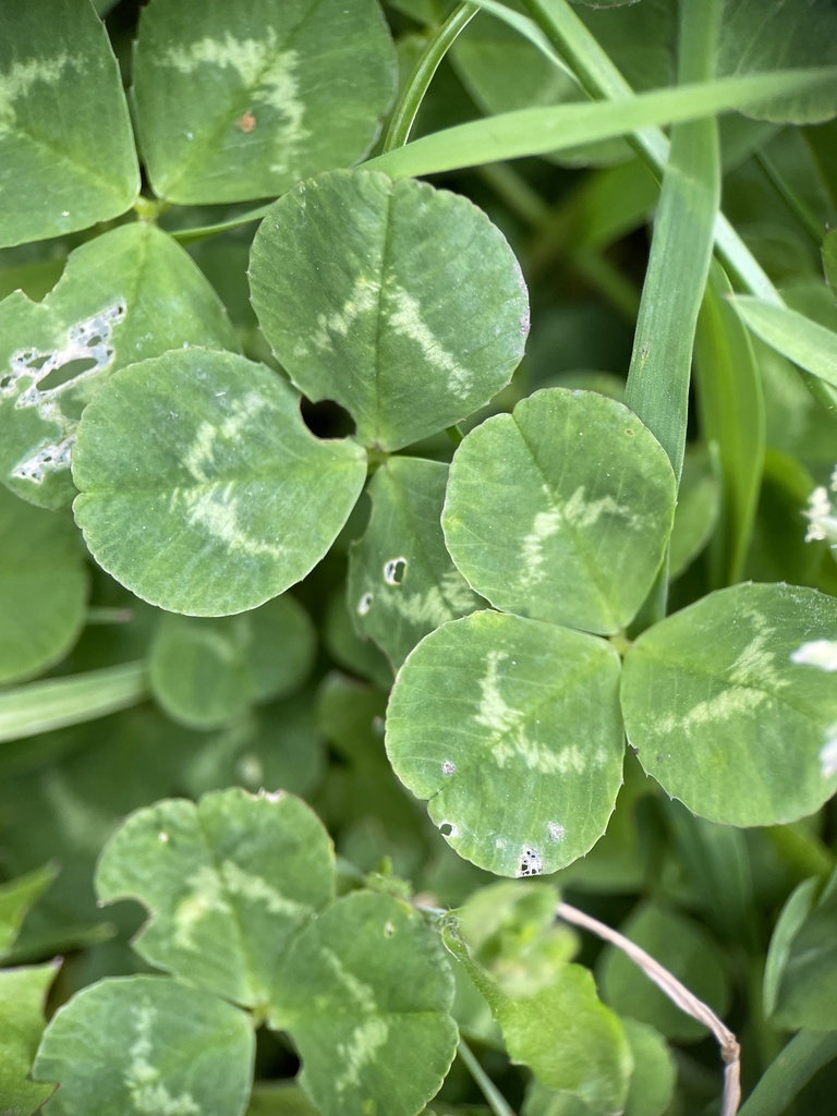 white clover from Queen's Park, London, England, GB on 28 April, 2023 ...