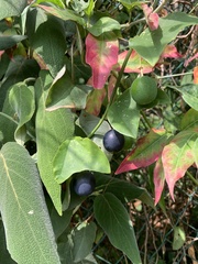 Passiflora biflora image