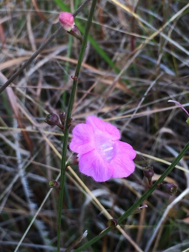 ridgestem false foxglove (Agalinis oligophylla)