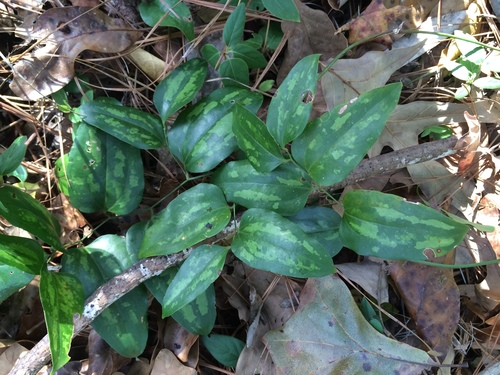 Lanceleaf Greenbrier