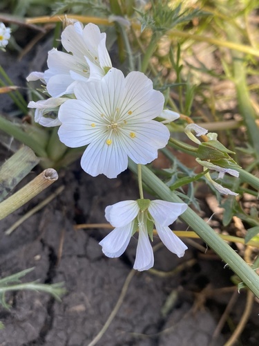 iNaturalist observation photo of Rosy Douglas’ Meadowfoam