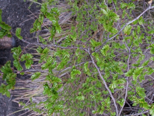 Antarctic Beech