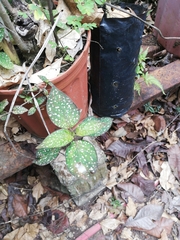 Hypoestes phyllostachya image