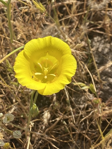 iNaturalist observation photo of Yellow Mariposa Lily