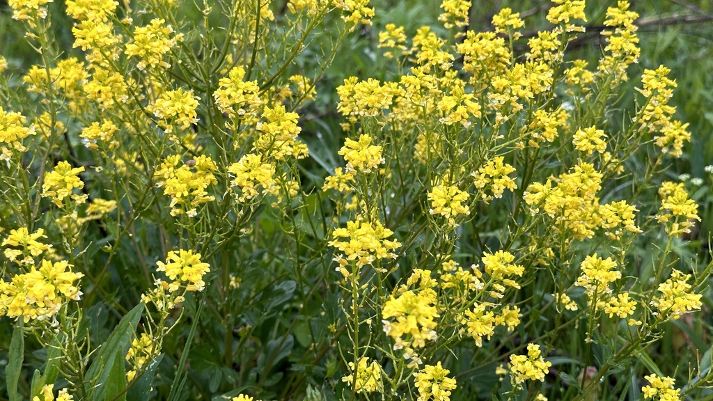 bitter wintercress from Beckley Creek Park, Louisville, KY, US on April