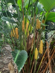 Calathea crotalifera image