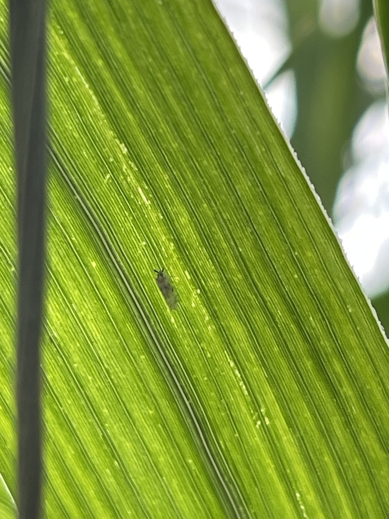 Patera Insect Patara from SW 80th St, Miami, FL, US on April 28, 2023 at 08:47 AM by ...