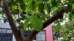 Psidium guajava image