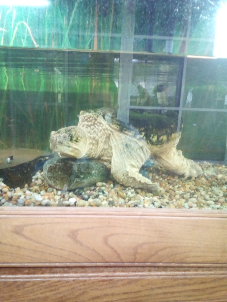 Common Snapping Turtle from Rockhill, Kansas City, MO, USA on April 28 ...