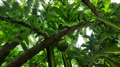 Crescentia cujete image