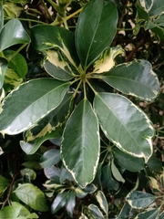 Schefflera arboricola image