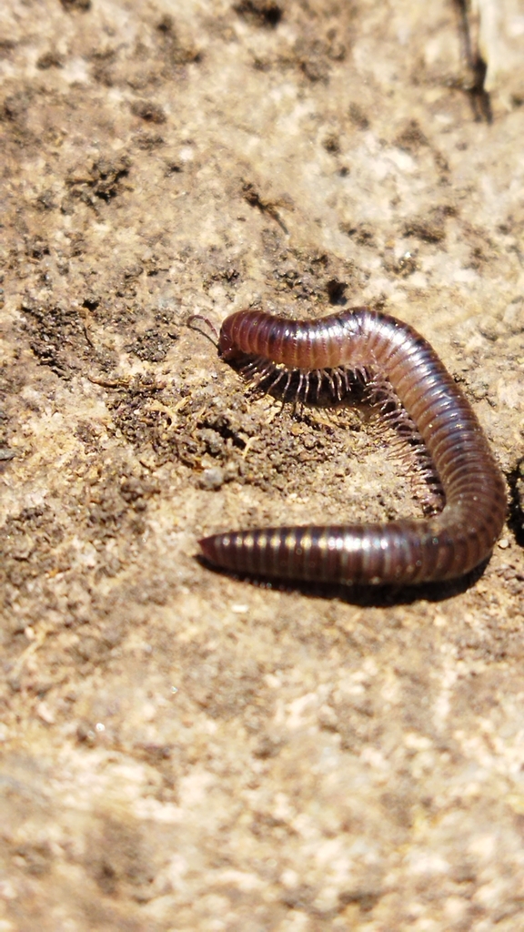 round-backed-millipedes-from-santa-fe-zedec-sta-f-ciudad-de-m-xico