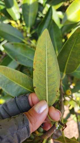 iNaturalist observation photo of Figs