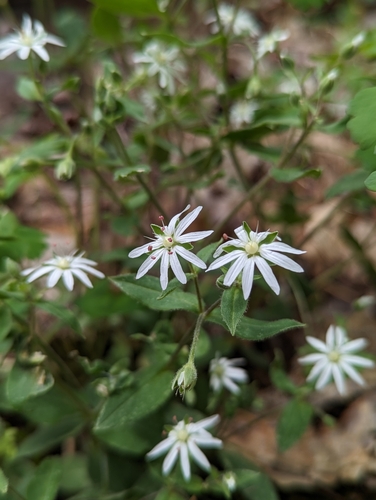 star chickweed