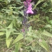 Salvia rhodostephana - Photo 由 Rosario Melisa Curo Ayala 所上傳的 (c) Rosario Melisa Curo Ayala，保留所有權利