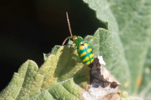 iNaturalist observation photo of Banded Cucumber Beetle