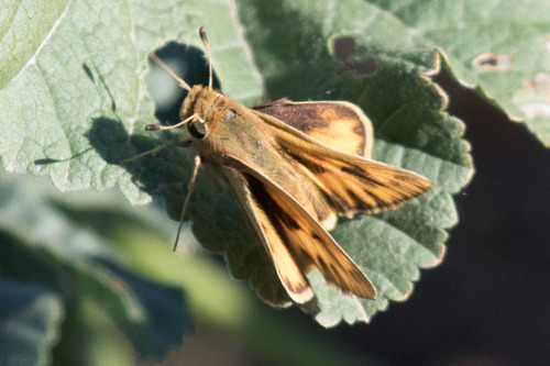 iNaturalist observation photo of Fiery Skipper