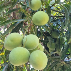 Mangifera indica image
