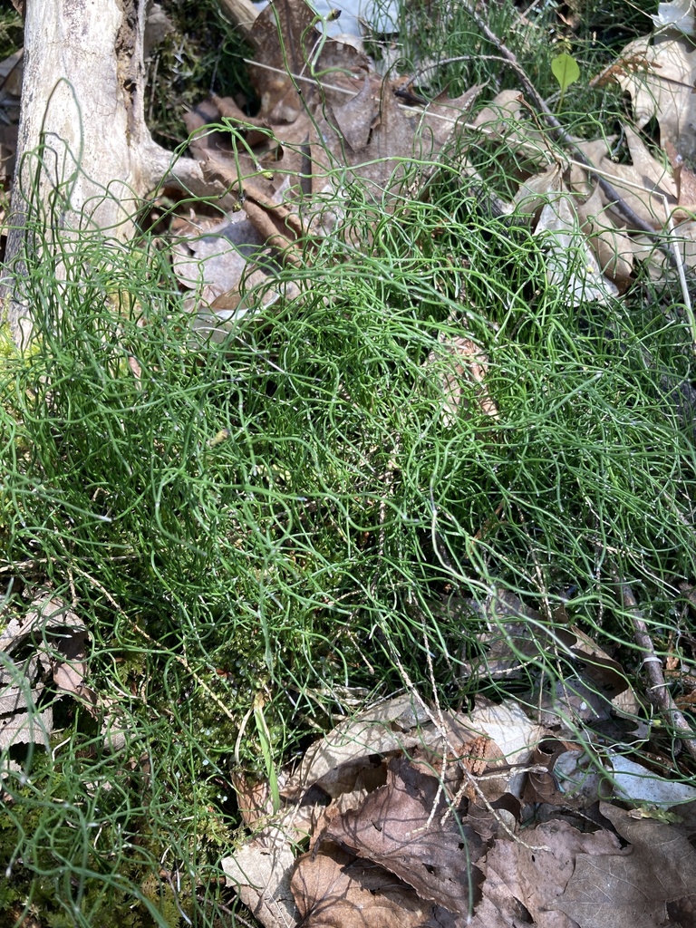 dwarf horsetail from Dufferin, CA-ON, CA on April 27, 2023 at 02:33 PM ...