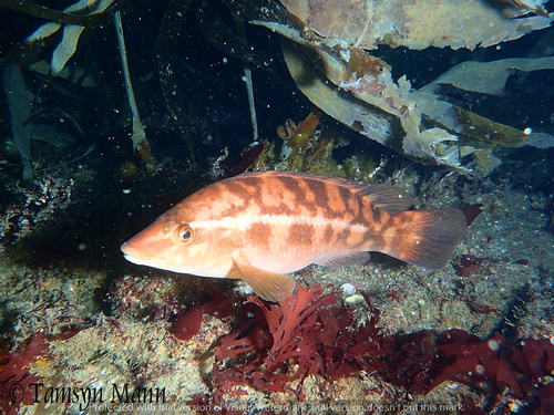 Ballan Wrasse
