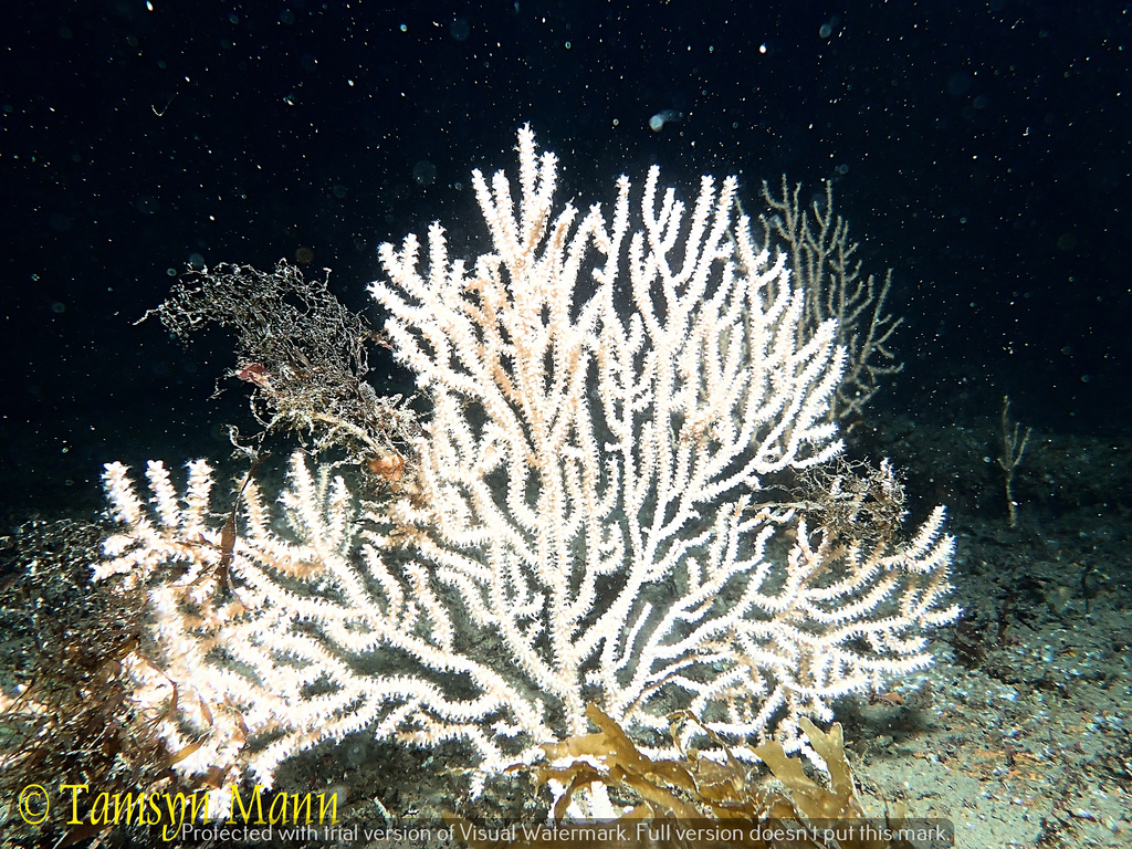 Pink sea fan