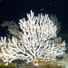 Pink Sea Fan - Photo (c) tamsynmann, all rights reserved, uploaded by tamsynmann