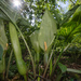 Arum italicum - Photo (c) 异草志, כל הזכויות שמורות, הועלה על ידי 异草志