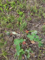 Jatropha podagrica image