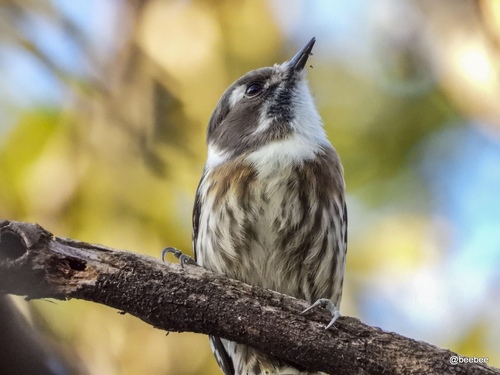 Japanese Pygmy Woodpecker