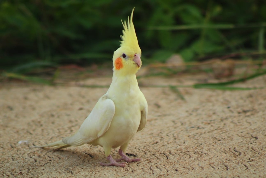 Cockatiel norsk store