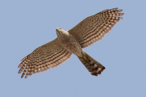 Shikra