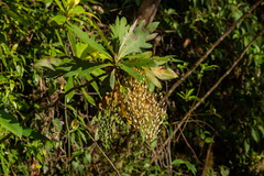 Bocconia frutescens image