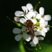 Andrena lagopus - Photo (c) Will George, todos os direitos reservados