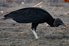 Coragyps atratus image