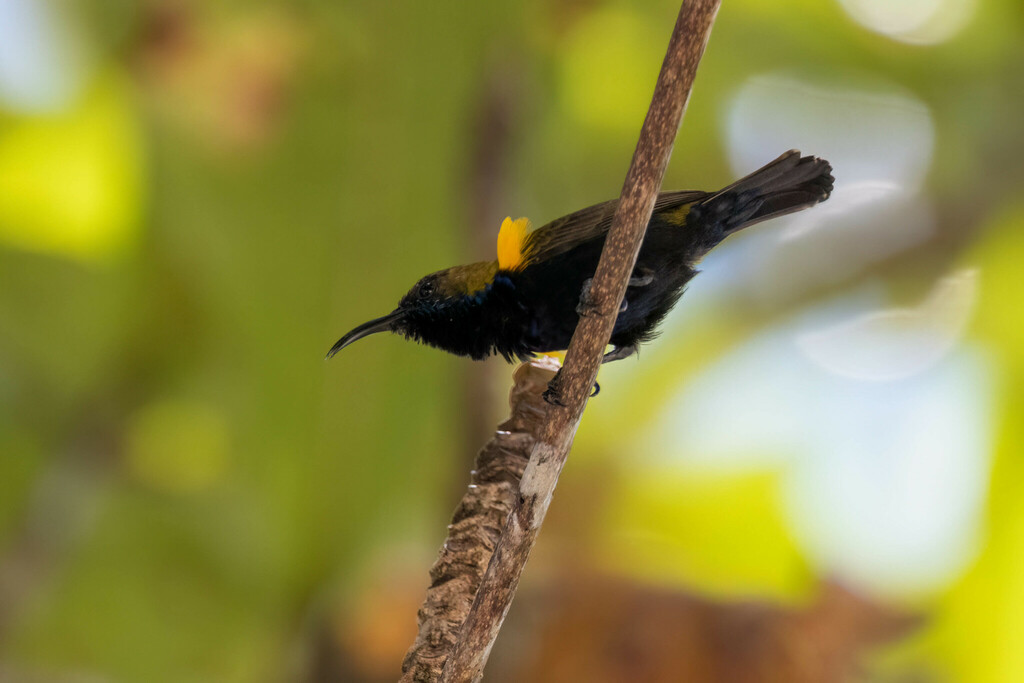 South Moluccan Sunbird (Cinnyris clementiae) photo