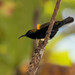 South Moluccan Sunbird - Photo (c) Jesse Long, all rights reserved, uploaded by Jesse Long