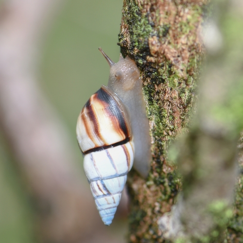 Lined Treesnail