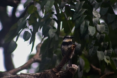 Notharchus hyperrhynchus image